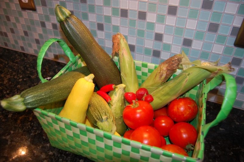 Fresh tomatoes, zucchini, squash, chili peppers, and corn from the garden in a basket. 